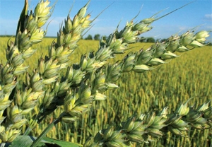 The price of U.S. wheat fell on the eve of the USDA report