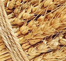 The price of wheat in the United States supported the reduction of the forecast of sowing areas