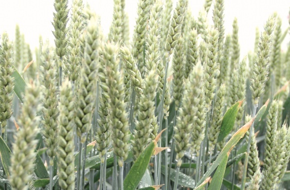 Неопределённость с урожаем в России поднимает мировые цены на пшеницу