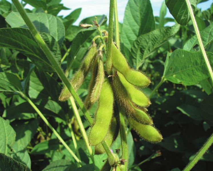 Chicago soybean prices fall to lowest since 2020 amid favorable US weather