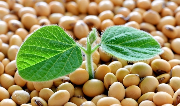 Внутрішні ціни на сою в Україні продовжують зростати, хоча експортні незначно знизилися