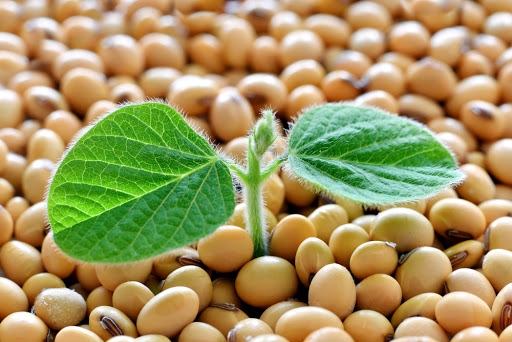 Lower oil prices and favorable planting weather in Brazil are putting pressure on soybean prices