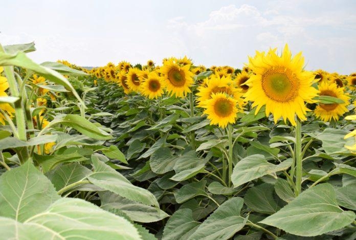 Ціни на соняшник в Україні залишаються стабільними попри стрімке зростання світових цін на сою та ріпак