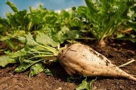 Ukrainian farmers reduced the area under sugar beet by 15%