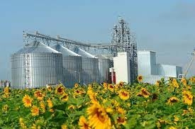 Restoration of processing plants supports sunflower prices in Ukraine