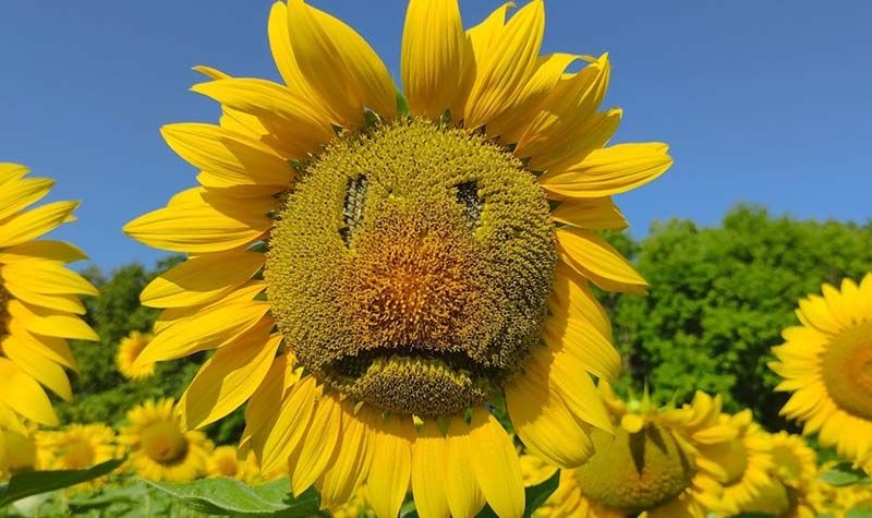 Processors have crashed prices for new crop sunflower in Ukraine 