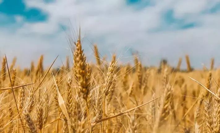 Попит та експортні ціни на пшеницю в Україні залишаються стабільними
