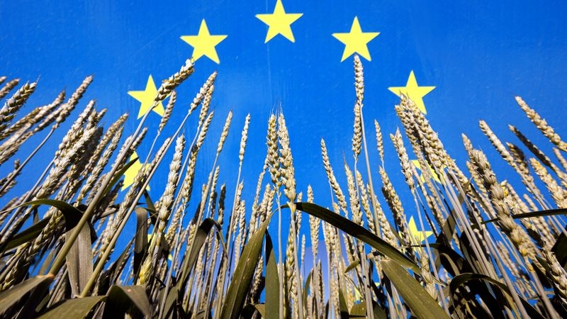 Єврокомісія знизила прогноз врожаю зернових в ЄС у 2026/27 МР, але підвищила оцінки для олійних