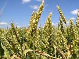 Wheat prices fall on data about the activation of the Seva