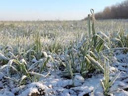 Frosts in the Russian Federation damaged 500,000 hectares or 0.8% of the area under warm crops