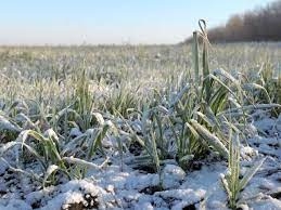 Заморозки в рф пошкодили 500 тис га або 0,8% площ під ярими культурами