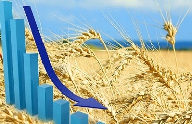 The growth of the crop forecast in Australia and the increase in supply reduce the price of wheat