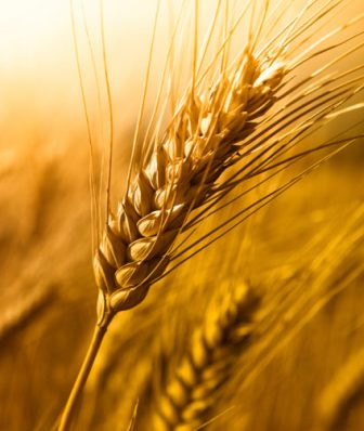 Global wheat prices are falling, but are rising