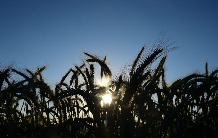Котирування на пшеницю продовжили знижуватися на тлі більш оптимістичних даних червневого звіту USDA, ніж очікували трейдери