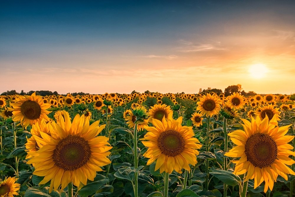 Sunflower crop forecasts continue to improve