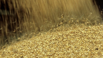 Огляд зернових ринків