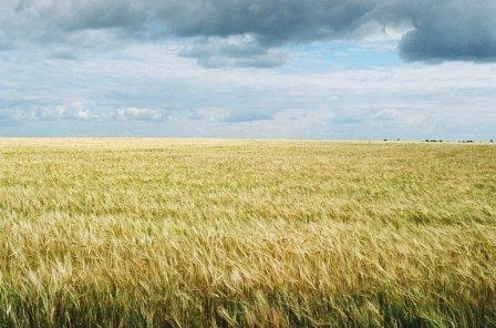  Germany  may lose part of the crop due to  precipitation