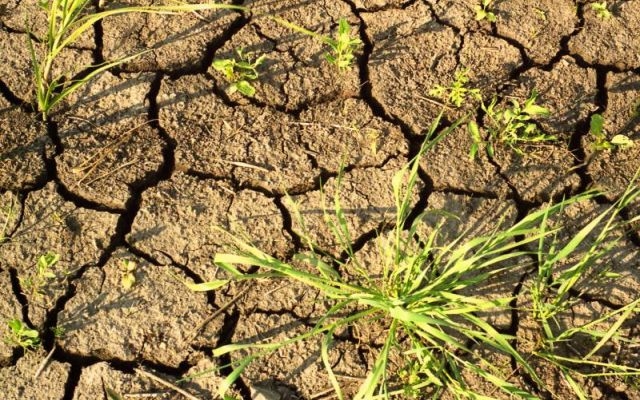 Південні регіони Росії страждають на посуху