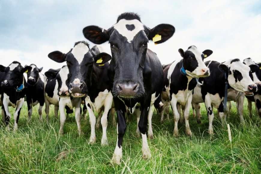Over the year, the cattle population in Ukraine decreased by 18%