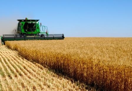 За прогнозом IGC в сезоні 2017/18 МР виробництво пшениці скоротиться на 17 млн. тон