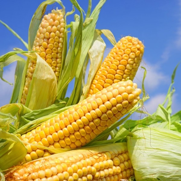 Експерти Strategie Grains підвищили прогноз урожаю кукурудзи в ЄС у 2024/25 МР