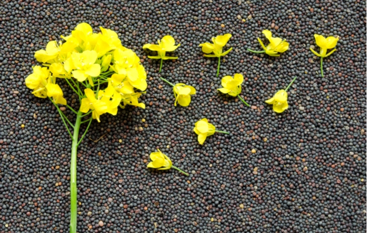 The collapse in oil prices led to a sharp reversal in rapeseed and canola prices 