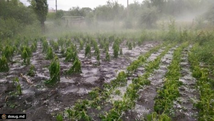 Погода в Україні не сприяє збиранню врожаю пізніх культур та розвитку посівів озимини