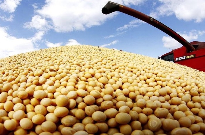 Export prices for soybeans in Ukraine continue to decline, but domestic demand supports high prices