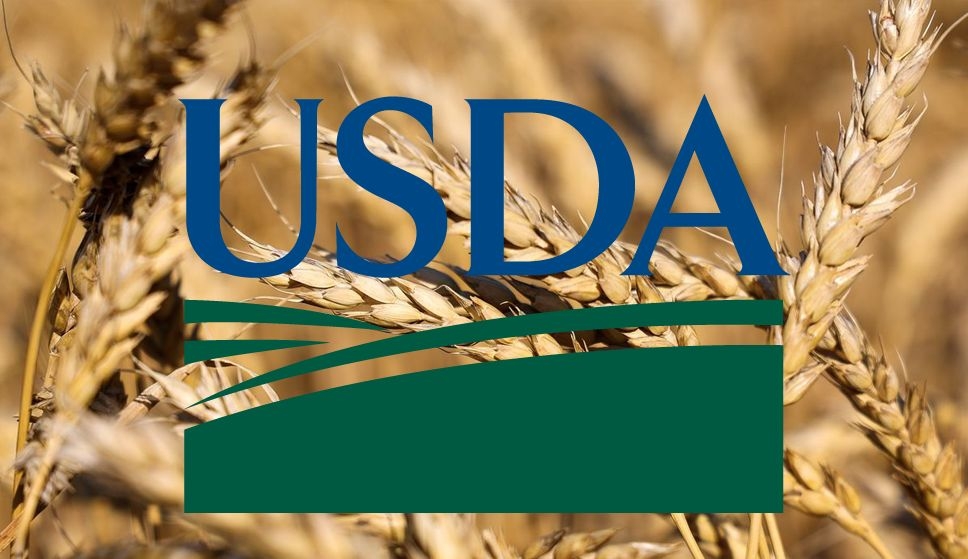 Снижение прогнозов мирового экспорта и импорта пшеницы в новом отчете USDA усилило давление на котировки