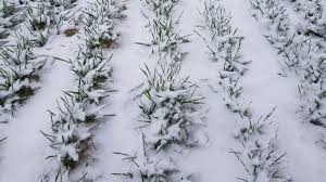 Мощные снегопады в США ускоряют падение цен на пшеницу в Украине