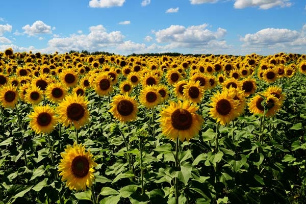 Sunflower prices in Ukraine continue to rise, but the fall in vegetable oil prices is accelerating, so we expect a decrease in sunflower oil prices as well.