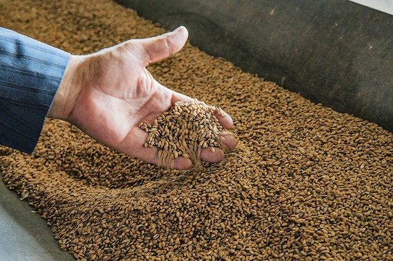 Екологічні вимоги ЄС можуть завадити експорту пшениці з Германії