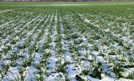 In the main regions of crop cultivation in addition to Ukraine and Russia last rainfall