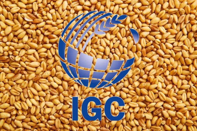 IGC снизил прогноз мирового урожая в 2026/27 МГ до уровня, который будет вторым по величине после рекордного показателя прошлого года 