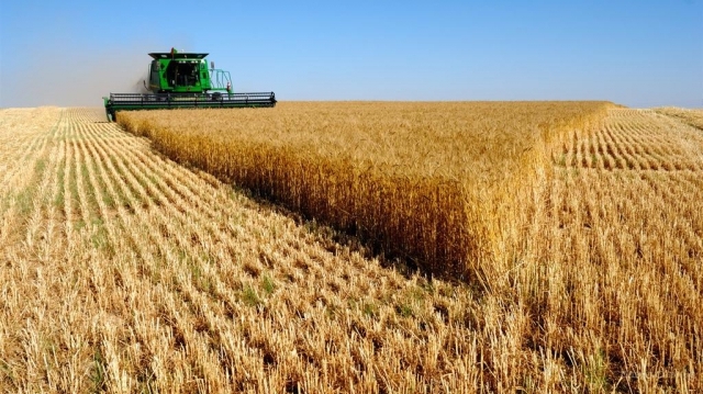 Станом на 22 липня в Україні зібрано більше 13,5 млн. тон зерна