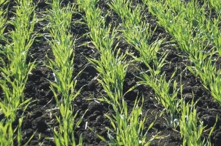 In Ukraine, the renewed vegetation of crops after hibernation and started planting spring crops