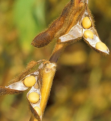 Prices for soybeans again under political pressure 