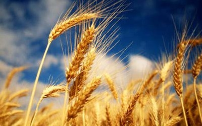 Американська пшениця дешевшає, а європейська – дорожчає