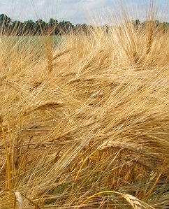 Tender in Saudi Arabia will determine the reference price for barley