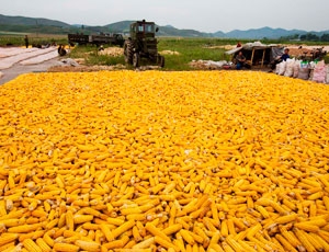 В США кукурудза дорожчає, в Україні - навпаки
