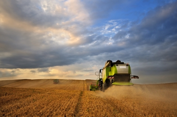 Вартість американської пшениці зросла через уповільнення темпів збиральної компанії