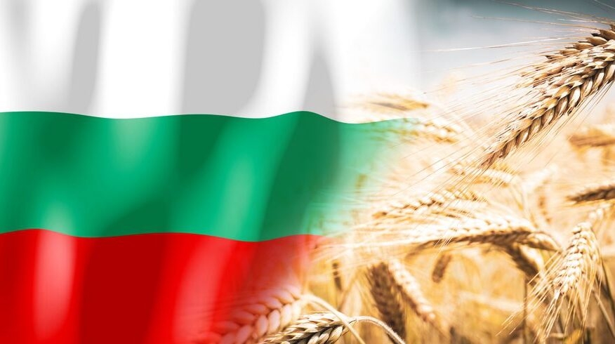 Болгарія зібрала рекордні 7,4 млн т пшениці та очікує гарні врожаї кукурудзи та соняшника