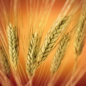 Цьогорічний урожай європейської пшениці може перевищити прогнози