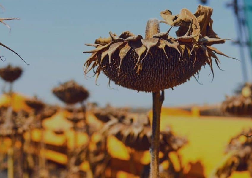 Sunflower harvest forecasts: Drought hits Ukraine, while Russia and Kazakhstan expect production to increase