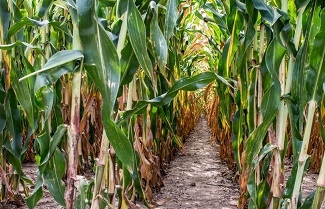 Dry and hot weather in the U.S. Midwest could reduce the corn yield