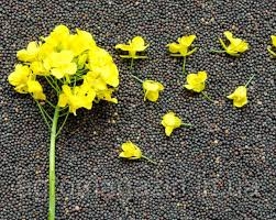 Котирування на ріпак та канолу відновилися після падіння за підтримки зростання цін на нафту