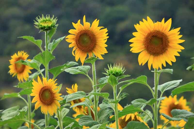 High demand for sunflower in Ukraine supports prices amid growing interest in oil