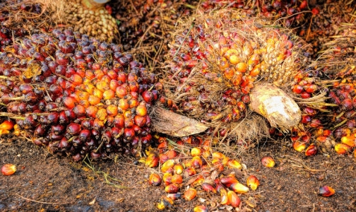 Прогнозоване зниження запасів пальмової олії повернули ціни в Малайзії до рівня вище 5 тис рінггітів/т