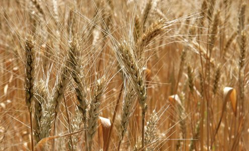 Ціни на пшеницю продовжили зростання під прогнозами про зниження виробництва