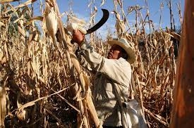 Засуха в Мексике повышает спрос на импортное зерно